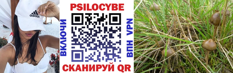 Купить закладки  Шелехов  Псилоцибиновые грибы Psilocybine cubensis 
